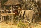 elephant in chitabe camp